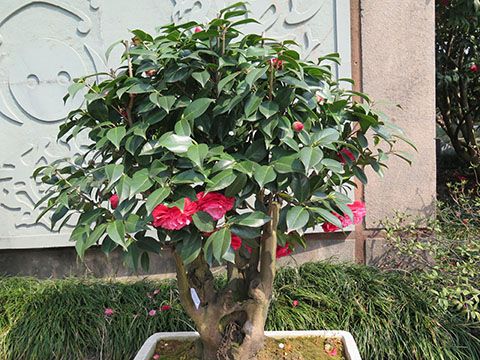 北方怎么露天栽培茶花