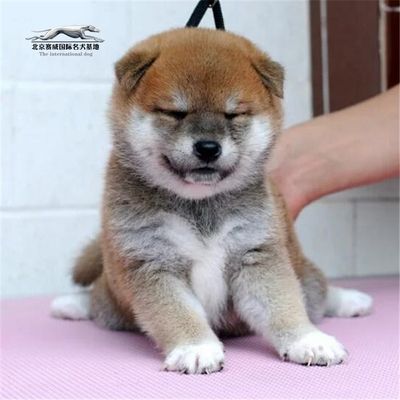 北京狗狗宠物训练