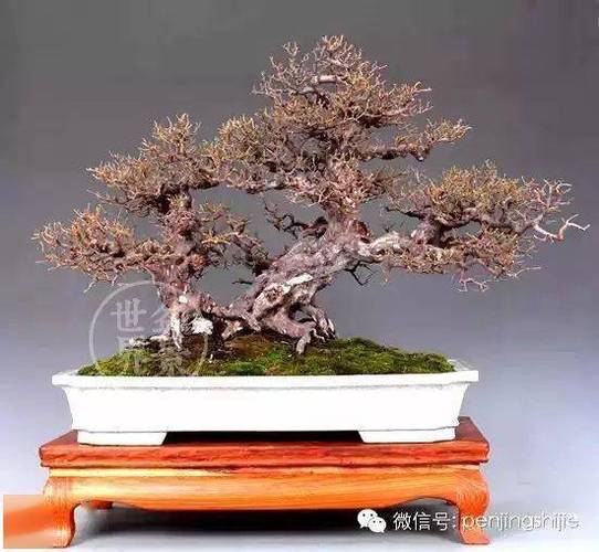 雀梅盆景的栽培