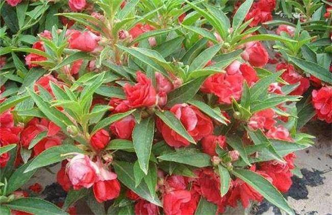 非洲凤仙花的栽培方法