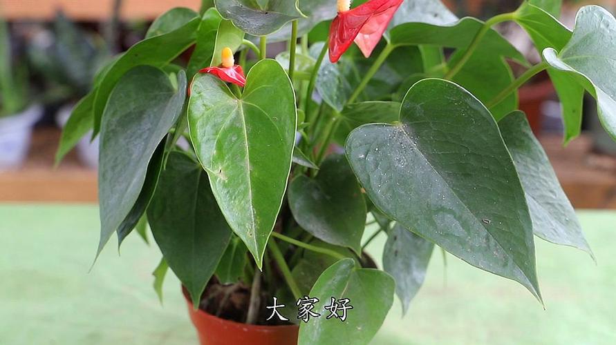 红掌花栽培注意什么