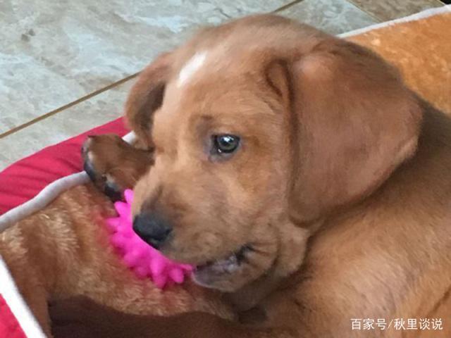狗三个月咬东西怎么办啊