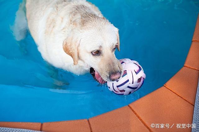 怎么教狗取东西