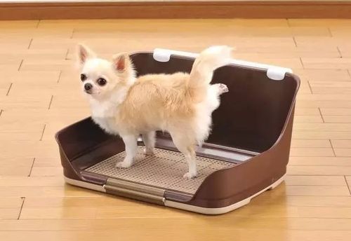 如何训练狗狗上人厕所