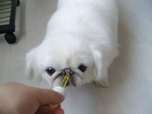 狗吃打虫药不吃东西了怎么办