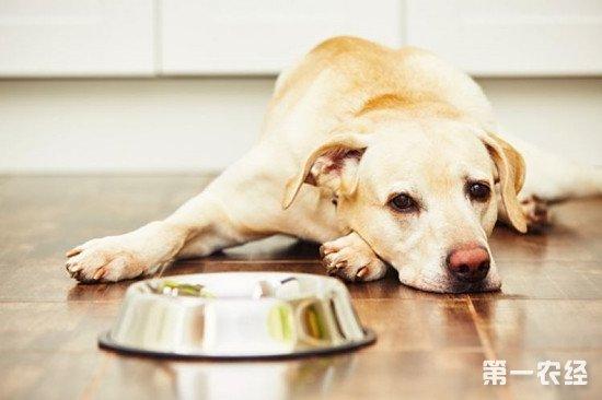 幼犬狗狗吐完不吃东西怎么办
