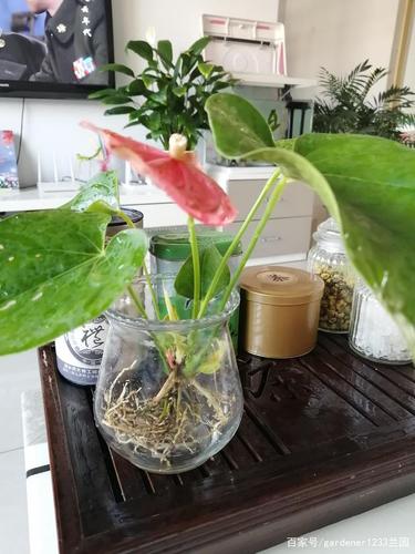 红掌的温室栽培