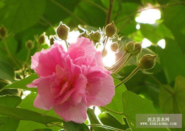 木芙蓉的栽培