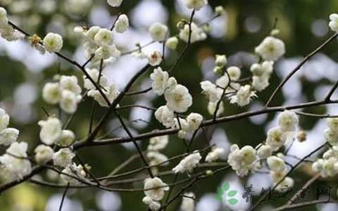 白梅花栽培