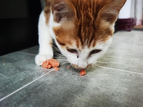 猫咪被打了不吃东西怎么办
