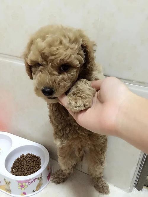七个月的泰迪吃了消化不了的东西怎么办