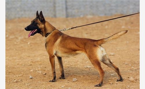 如何训练马犬幼犬视频
