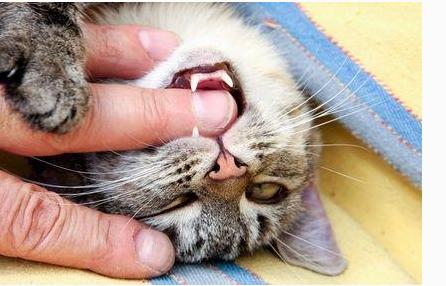 猫到处咬东西
