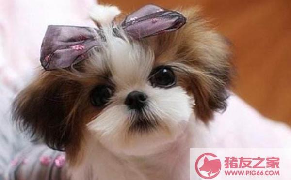 怎么样让西施犬吃东西