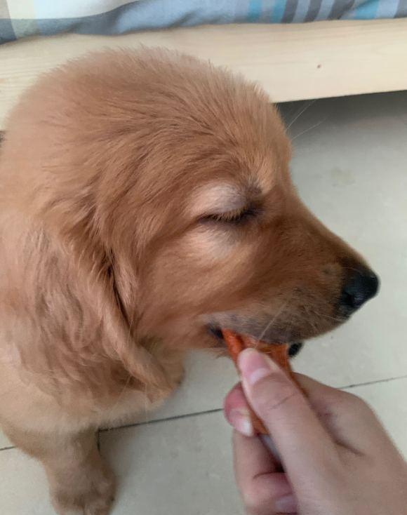 新买的金毛不吃东西怎么办