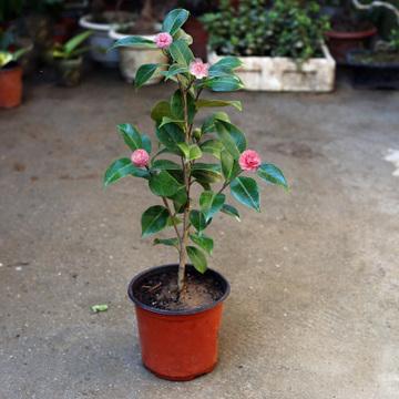 盆栽花卉的栽培技术