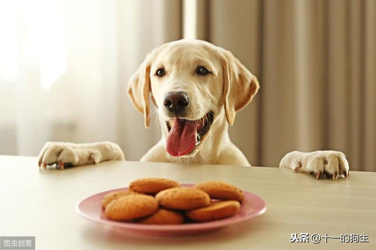 狗狗怀孕怎么吃东西怎么办啊