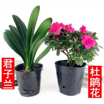 金边君子兰的栽培技术