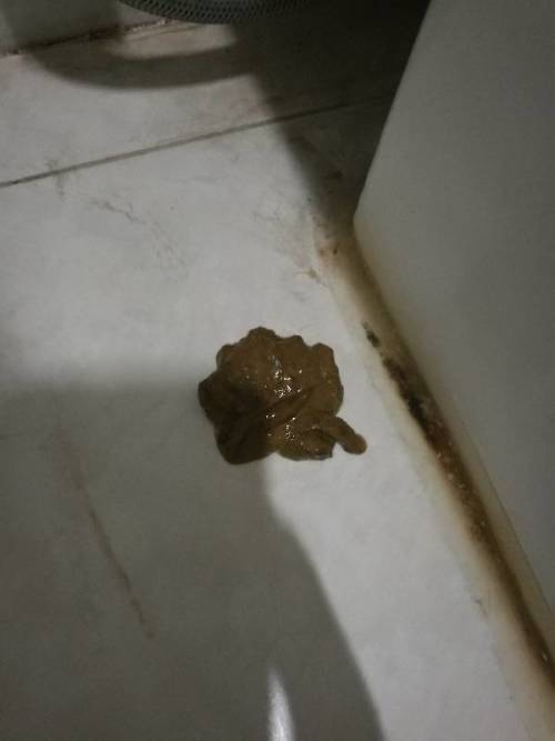 狗便便总是带白的东西