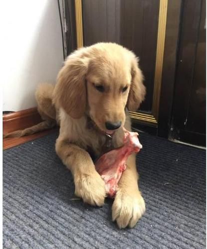 幼犬长牙爱咬东西怎么办