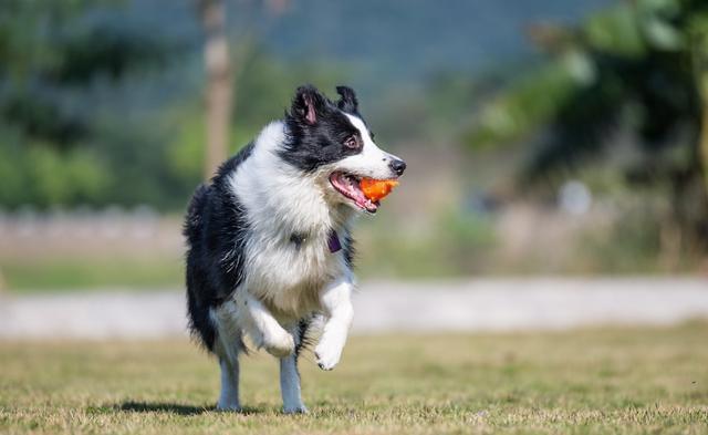 牧羊犬日常训练方法