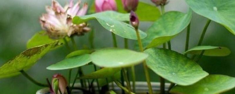 对莲花养殖方法