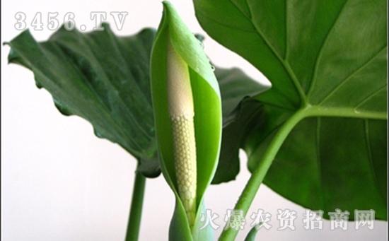 滴水观音把小苗分盆怎么栽培