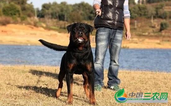 罗威纳犬大小便训练