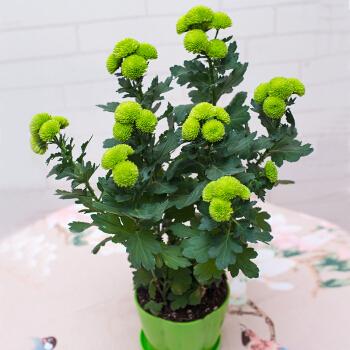 室内栽培的花卉