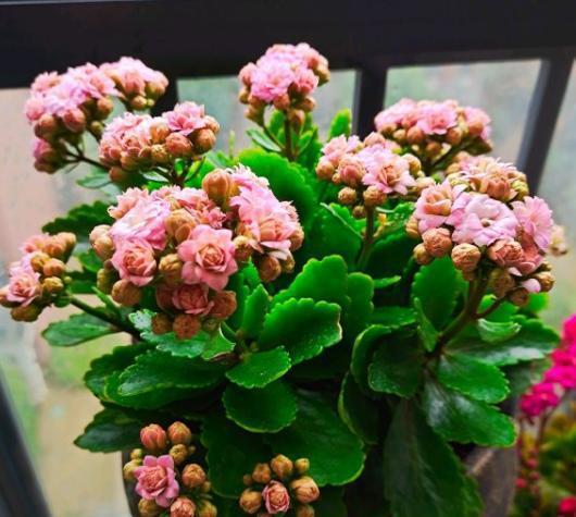 长寿花栽培