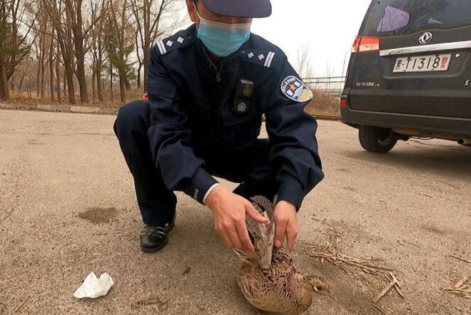 怎么训练狗抓野鸡