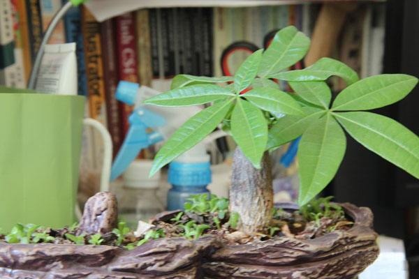 盆栽摇钱树养殖方法
