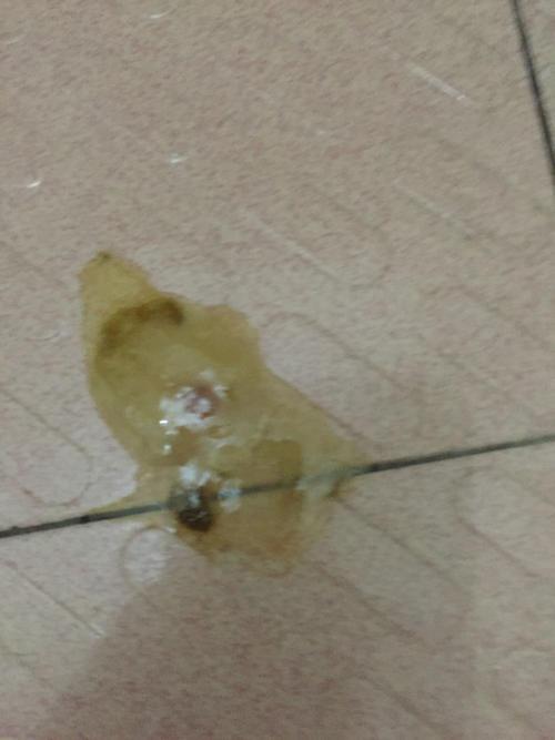 狗拉稀 不吃东西 呕吐