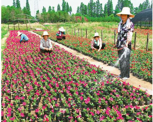 花卉露地栽培