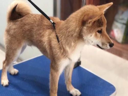小柴犬大小便训练
