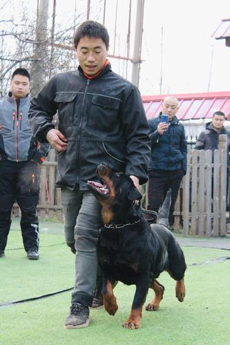 成年罗威纳犬怎么训练