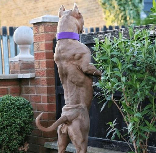 比特犬稳定性训练
