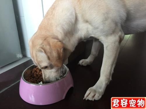 2个月小狗不爱吃东西