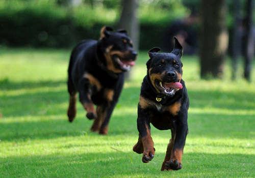 罗威纳犬怎样不乱吃东西