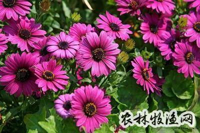 花卉反季节栽培