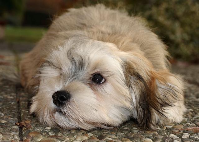 哈瓦那犬怎么训练