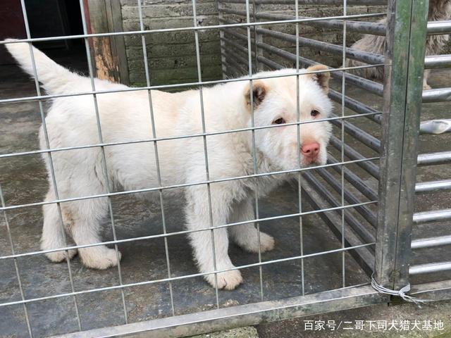 下司猎犬如何训练
