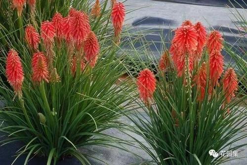 宿根花卉在花卉中如何栽培