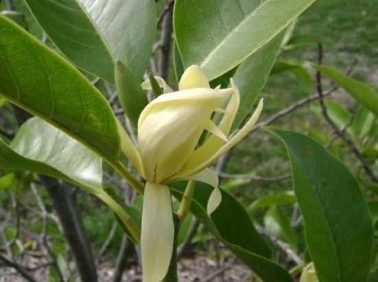 白兰花栽培