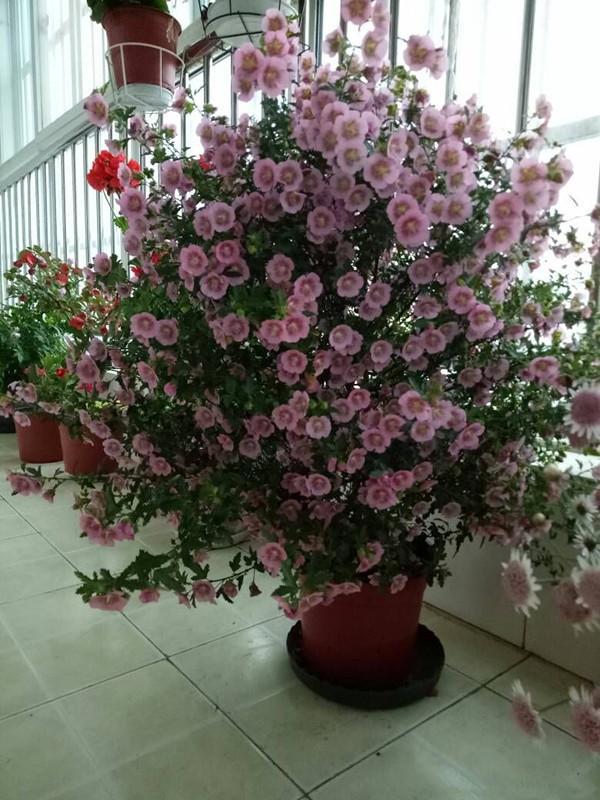 盆栽木槿花的养殖方法