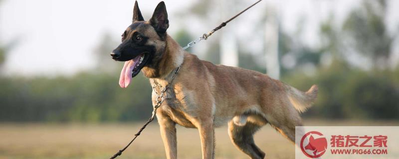 马犬防咬人训练