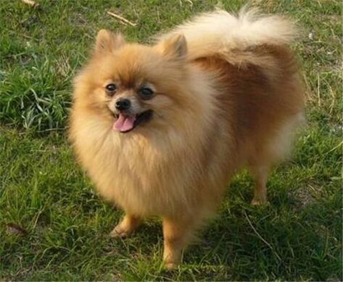 博美犬拉肚子吃什么东西好
