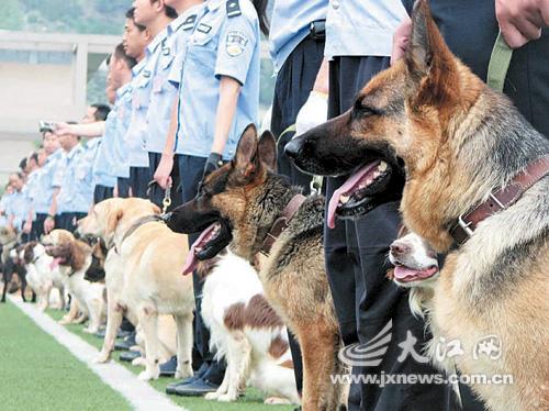 南昌警犬训练基地 训狗