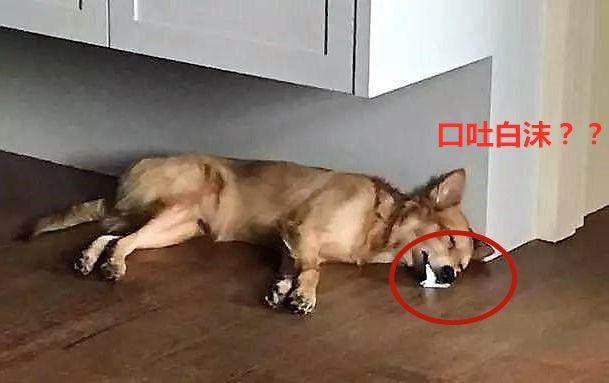 狗狗突然吐了吃的东西