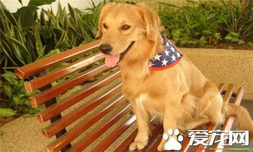 小金毛肠炎吃什么东西